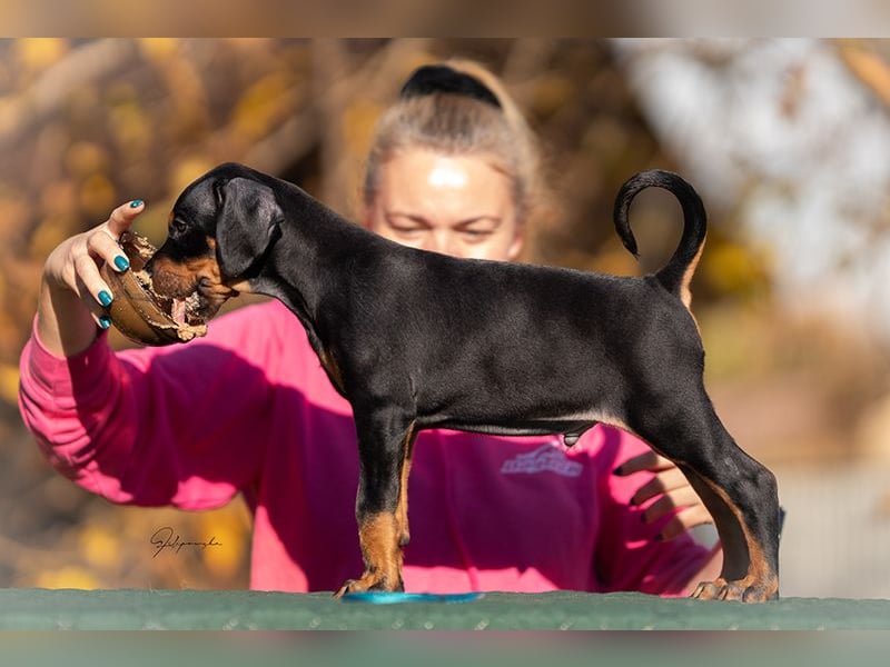 Dobermann Welpen aus Championverpaarung - FCI