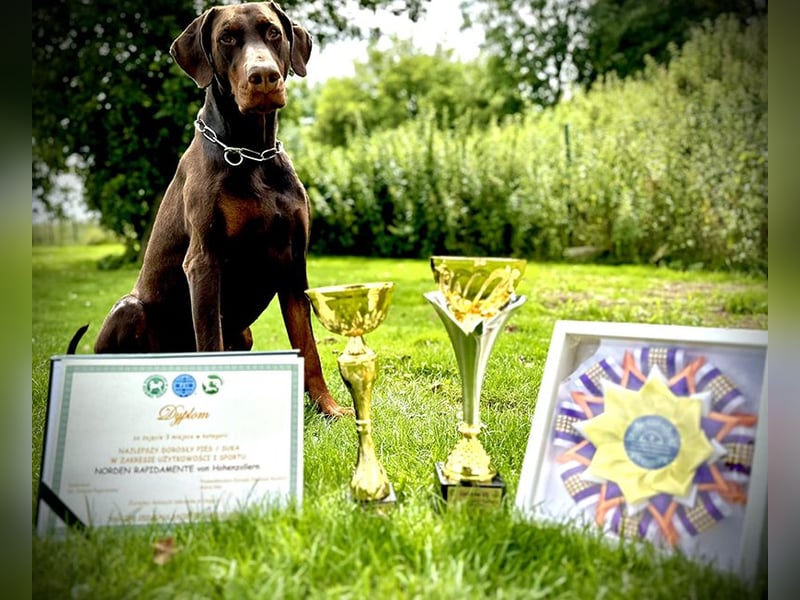 Dobermann Welpen aus Championverpaarung - FCI