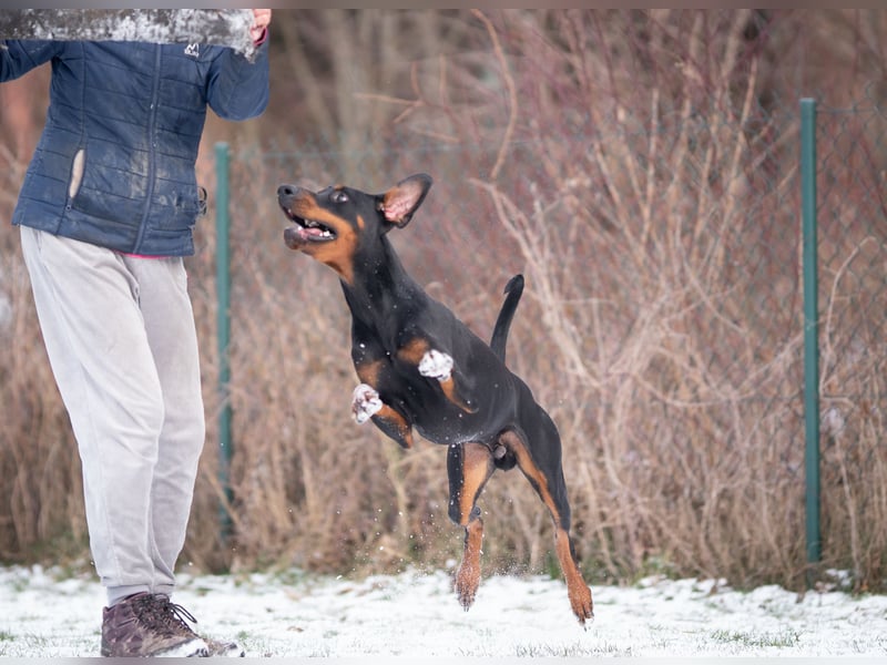 Dobermann Jungrüde 15 Monate - FCI