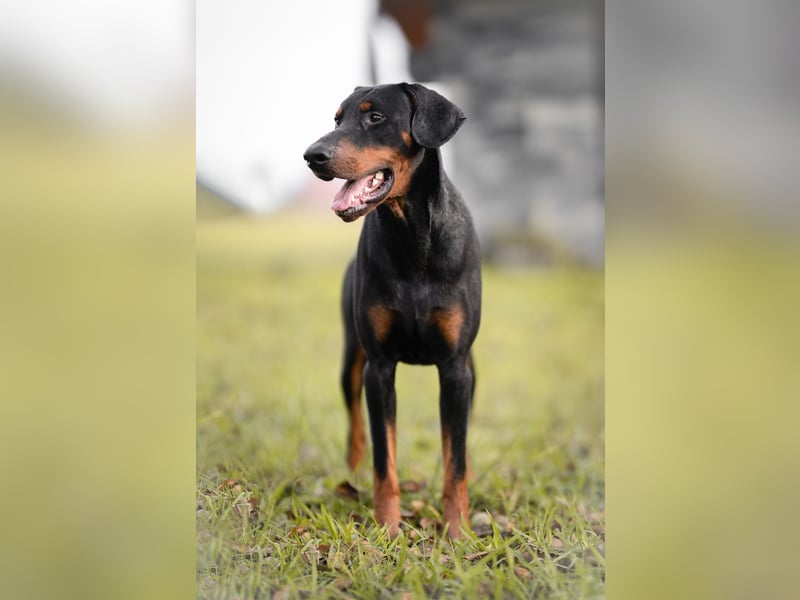 Dobermann Jungrüde 1 Jahr - FCI