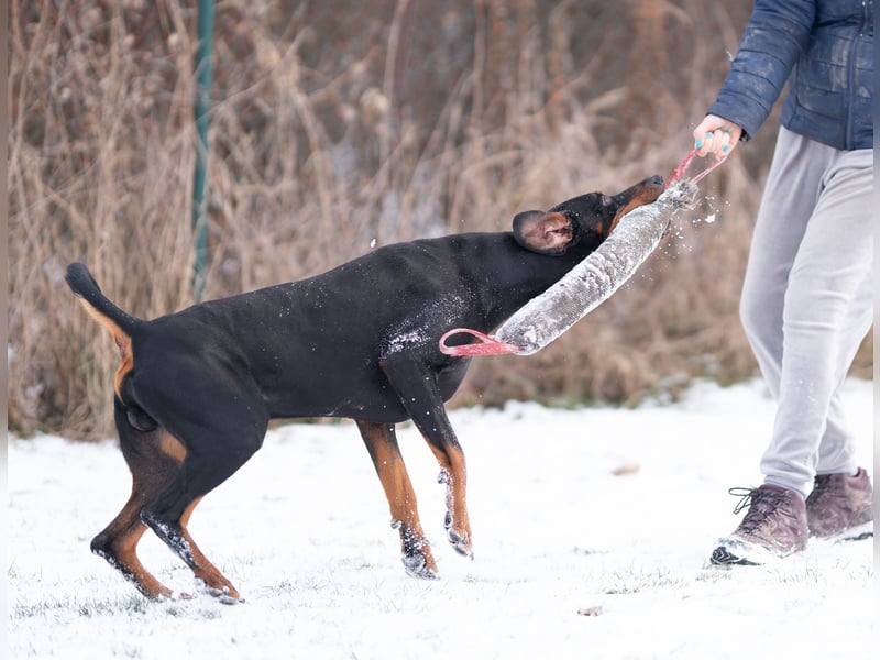 Dobermann Jungrüde 15 Monate - FCI