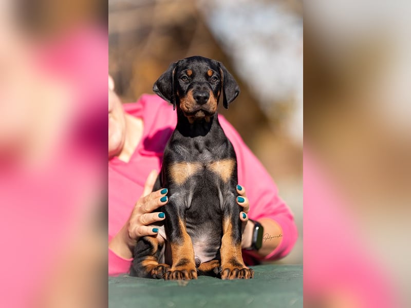 Dobermann Welpen aus Championverpaarung - FCI