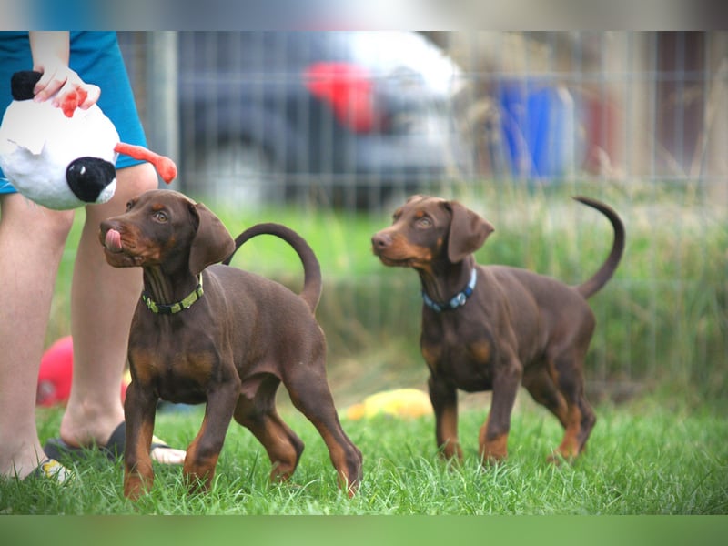 Dobermann Welpen aus Leistung und Schönheit - FCI