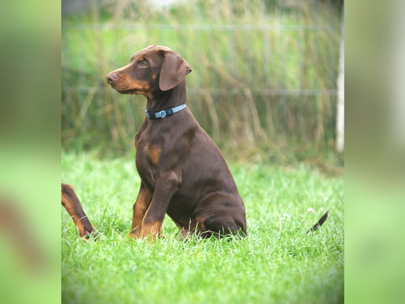 Dobermann Welpen aus Leistung und Schönheit - FCI