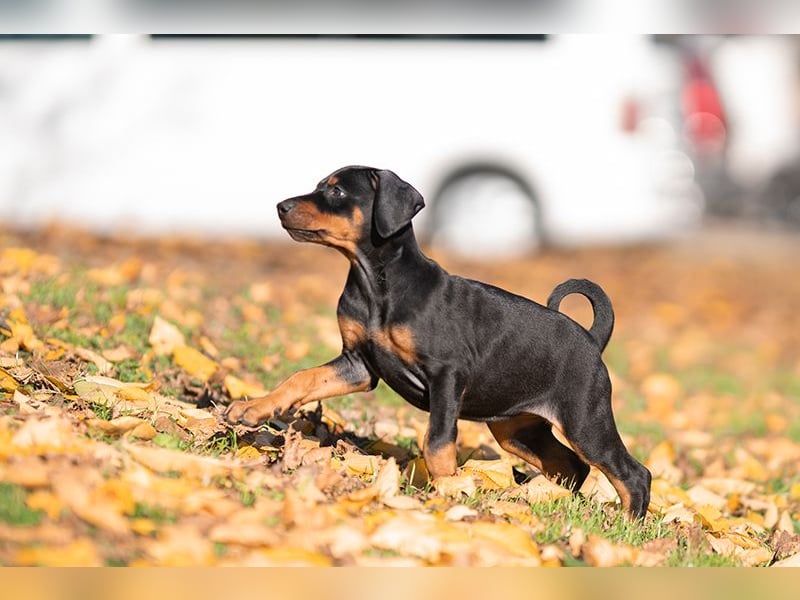 Dobermann Welpen aus Championverpaarung - FCI