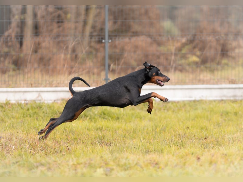 Dobermann Jungrüde 1 Jahr - FCI