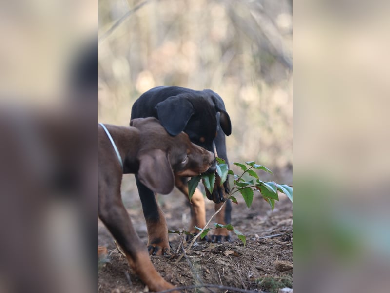 Dobermann Welpen mit FCI Ahnentafel