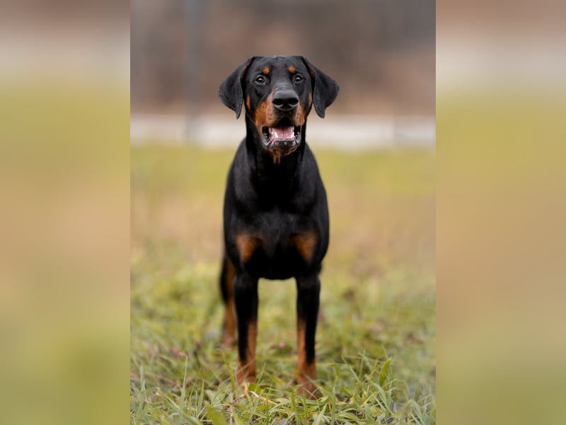 Dobermann Jungrüde 1 Jahr - FCI