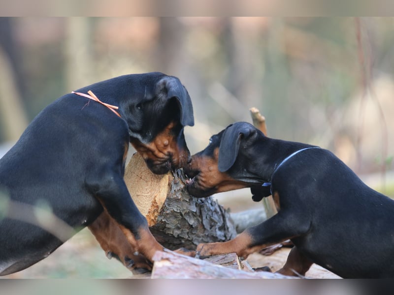 Dobermann Welpen mit FCI Ahnentafel