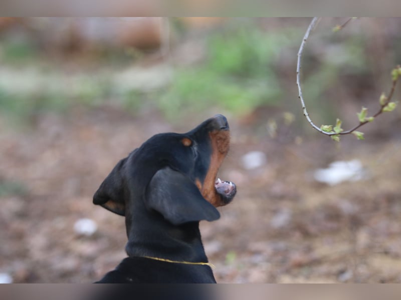 Dobermann Welpen mit FCI Ahnentafel