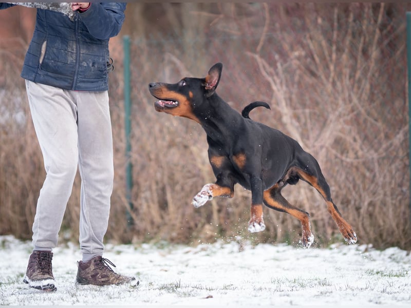 Dobermann Jungrüde 15 Monate - FCI
