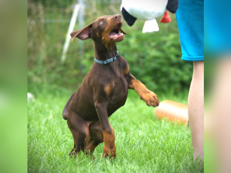 Dobermann Welpen aus Leistung und Schönheit - FCI