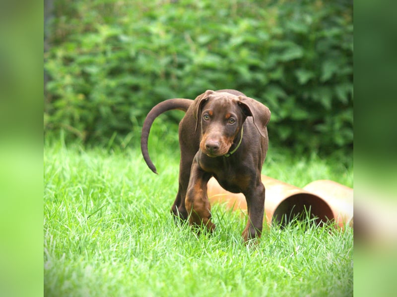 Dobermann Welpen aus Leistung und Schönheit - FCI