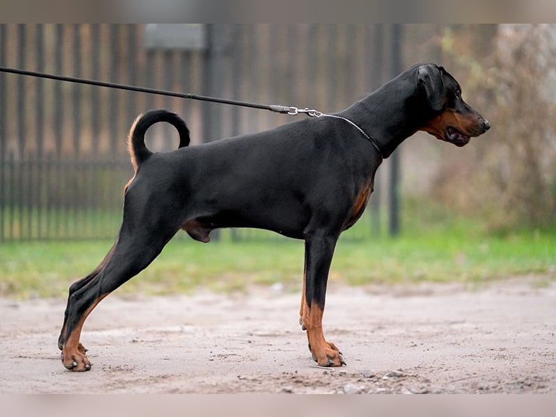 Dobermann Jungrüde 1 Jahr - FCI
