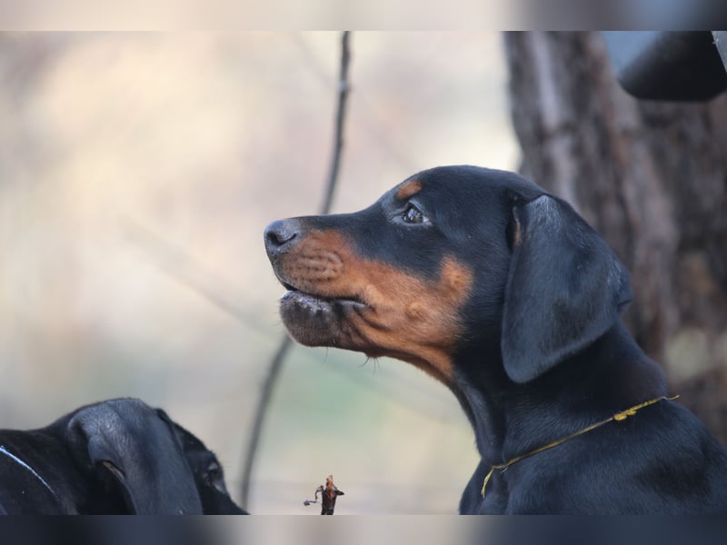 Dobermann Welpen mit FCI Ahnentafel
