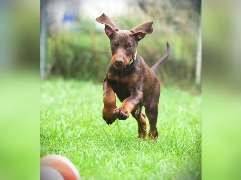 Dobermann Welpen aus Leistung und Schönheit - FCI