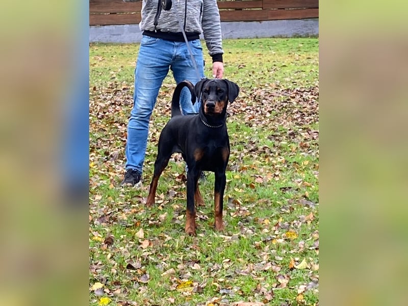 Dobermann Rüde 8 Monate - FCI Stammbaum