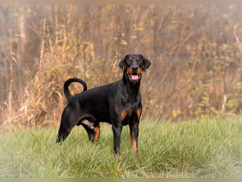 Dobermann Jungrüde 1 Jahr - FCI