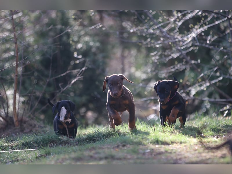 Dobermann Welpen mit FCI Ahnentafel