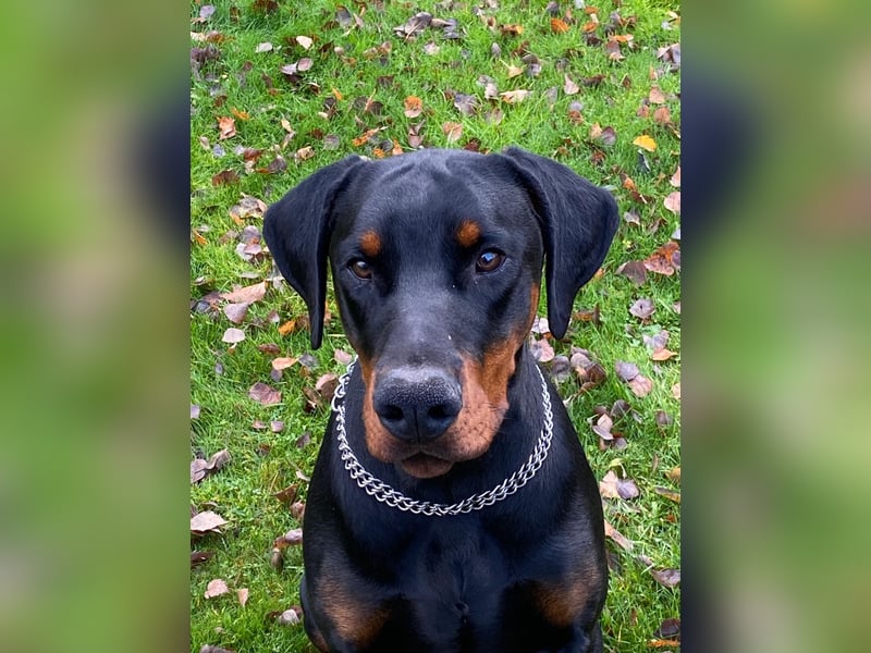 Dobermann Rüde 8 Monate - FCI Stammbaum