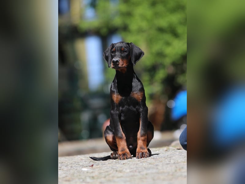 Dobermann Welpen mit FCI Ahnentafel
