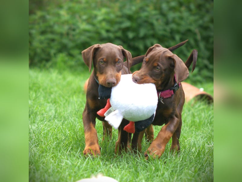 Dobermann Welpen aus Leistung und Schönheit - FCI