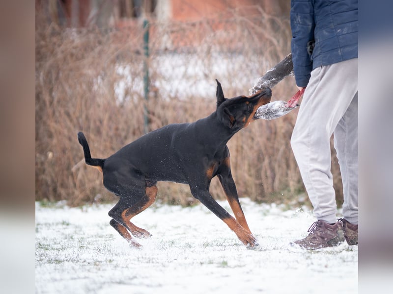 Dobermann Jungrüde 15 Monate - FCI