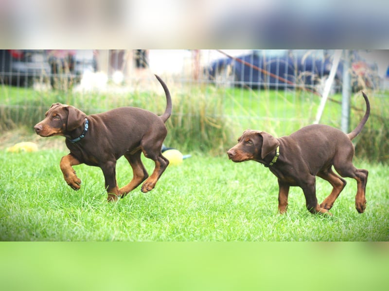 Dobermann Welpen aus Leistung und Schönheit - FCI