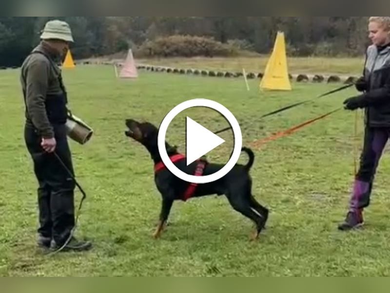 Dobermann Welpen geplant aus Championverpaarung - FCI