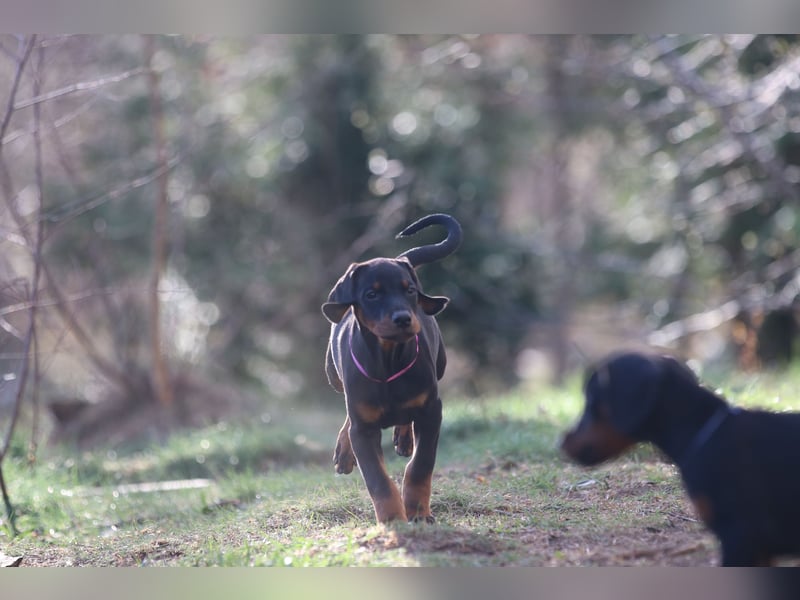 Dobermann Welpen mit FCI Ahnentafel