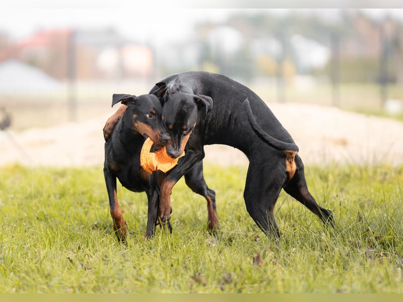 Dobermann Jungrüde 1 Jahr - FCI
