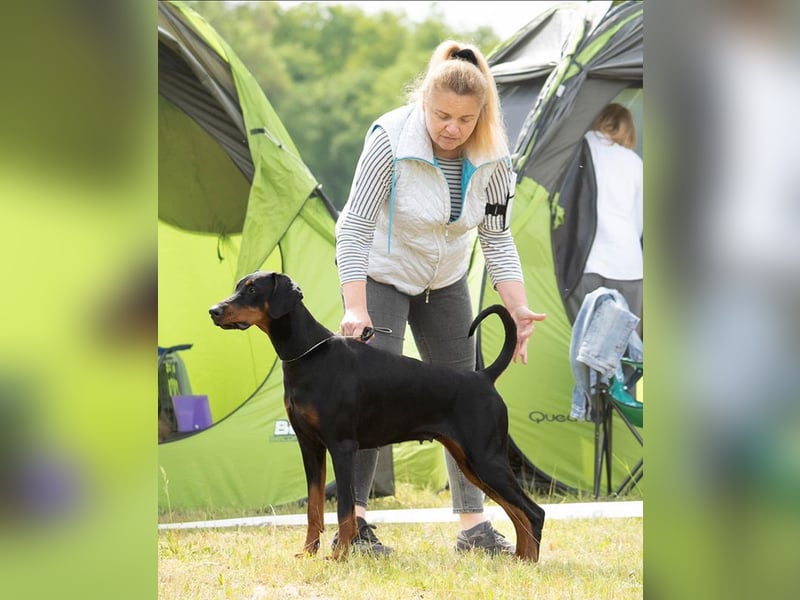 Dobermann Welpen aus Championverpaarung - FCI