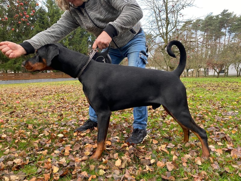 Dobermann Rüde 8 Monate - FCI Stammbaum