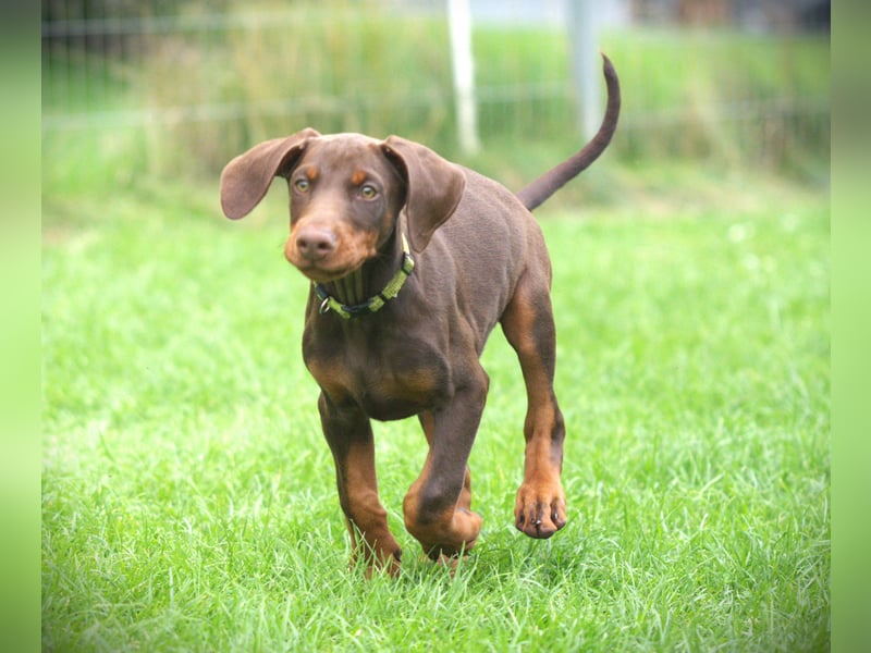 Dobermann Welpen aus Leistung und Schönheit - FCI