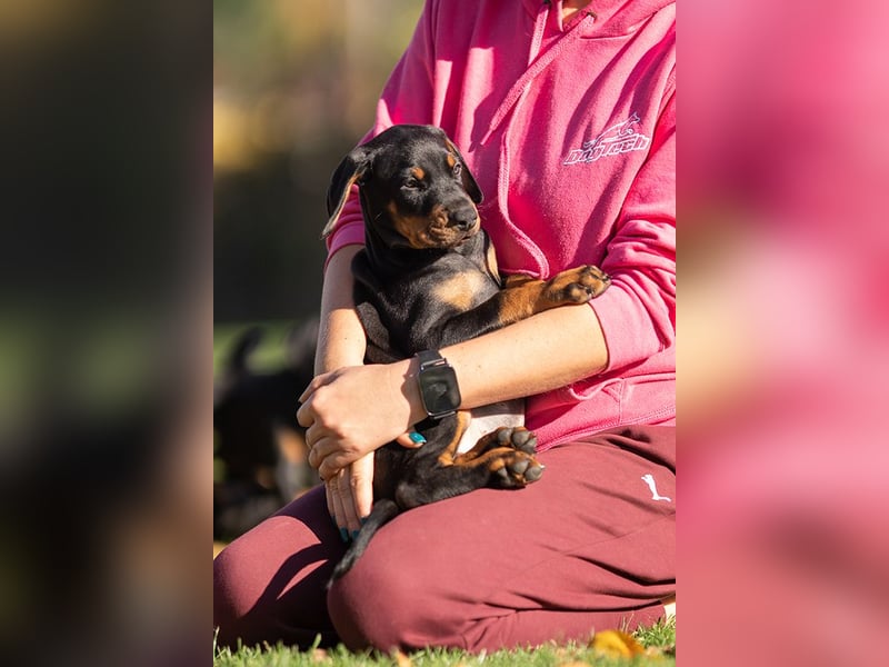 Dobermann Welpen aus Championverpaarung - FCI