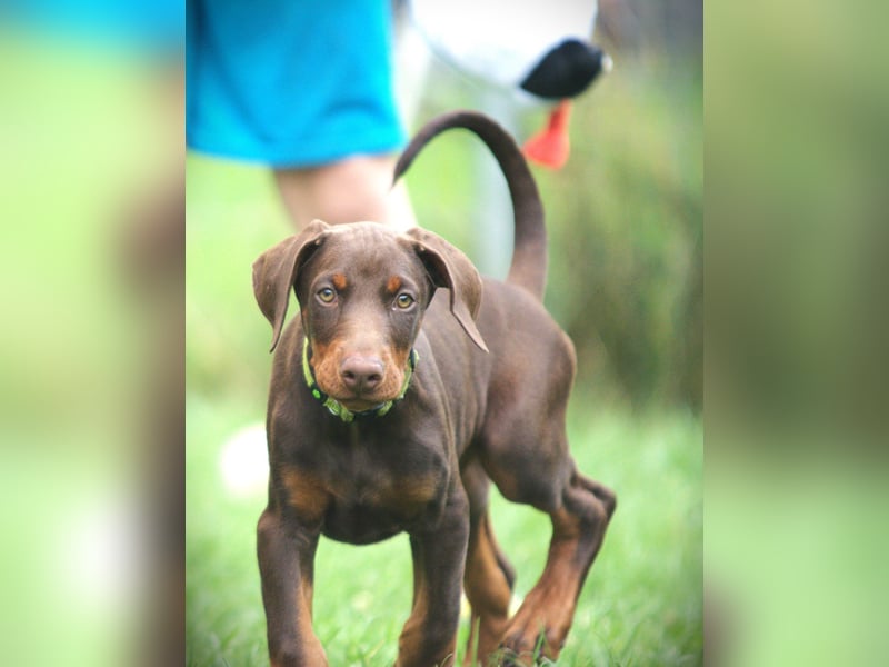Dobermann Welpen aus Leistung und Schönheit - FCI