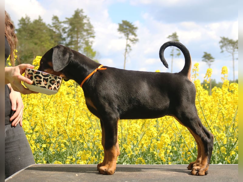 Dobermann amerikanische Linie Schwarze weibliche FCI