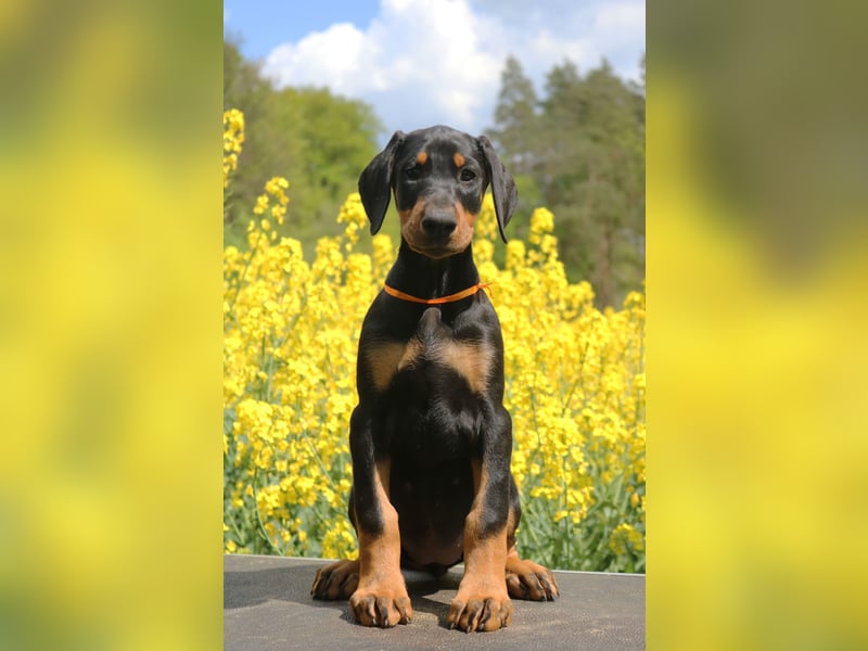Dobermann amerikanische Linie Schwarze weibliche FCI