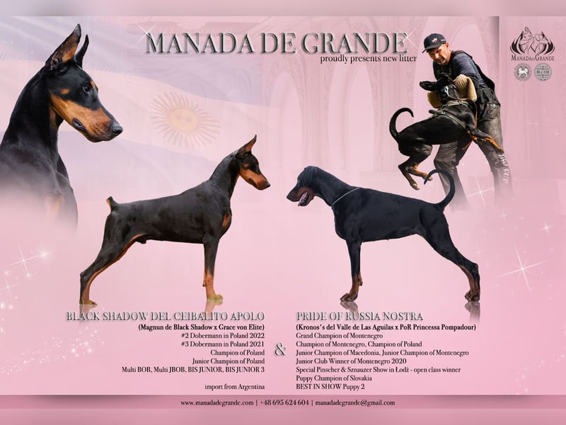 Amerikanische Linie Dobermann welpe Hündin FCI