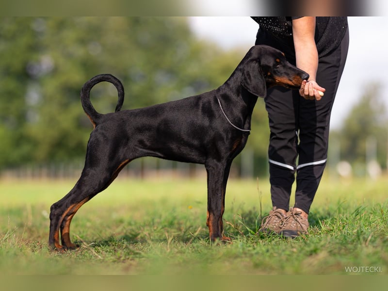 Amerikanische Linie Dobermann welpe Hündin FCI