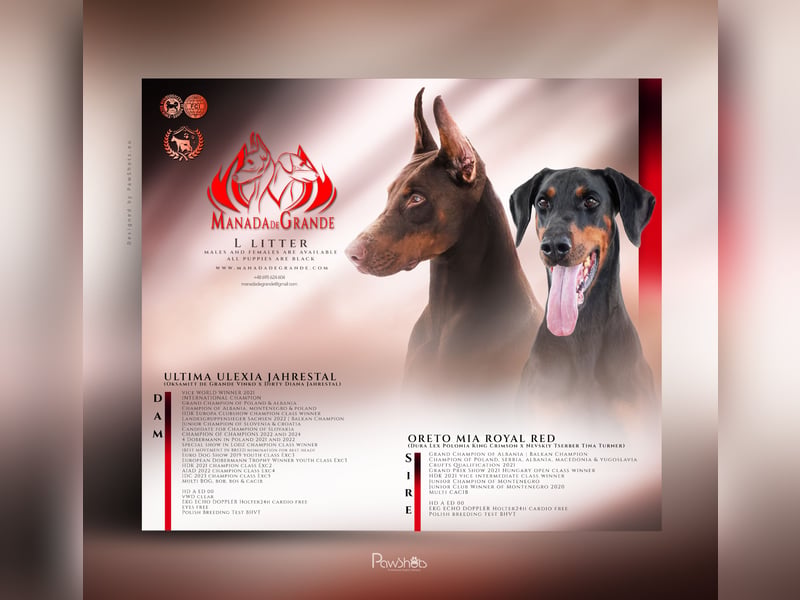 TOP Dobermann Rüde welpe