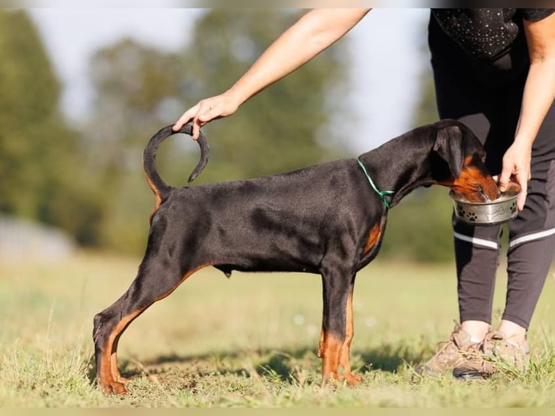 TOP Dobermann Rüde welpe