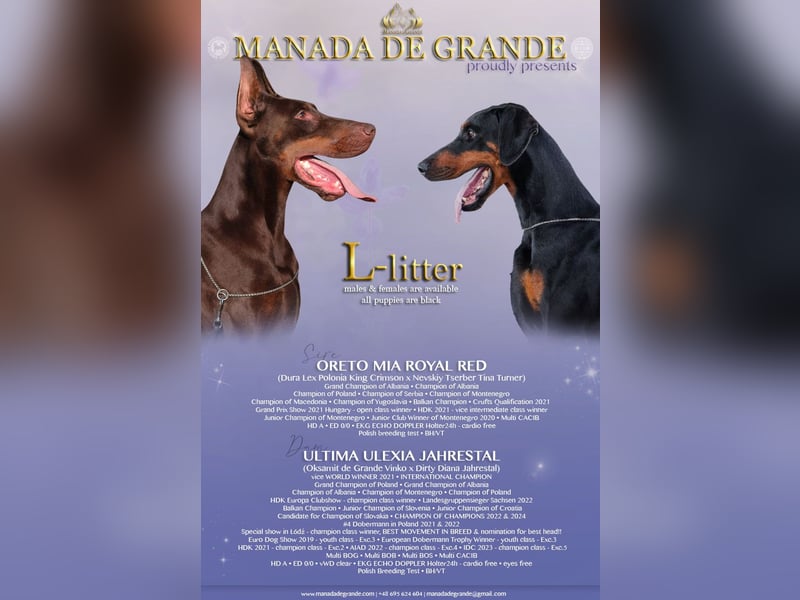 TOP Dobermann Rüde welpe