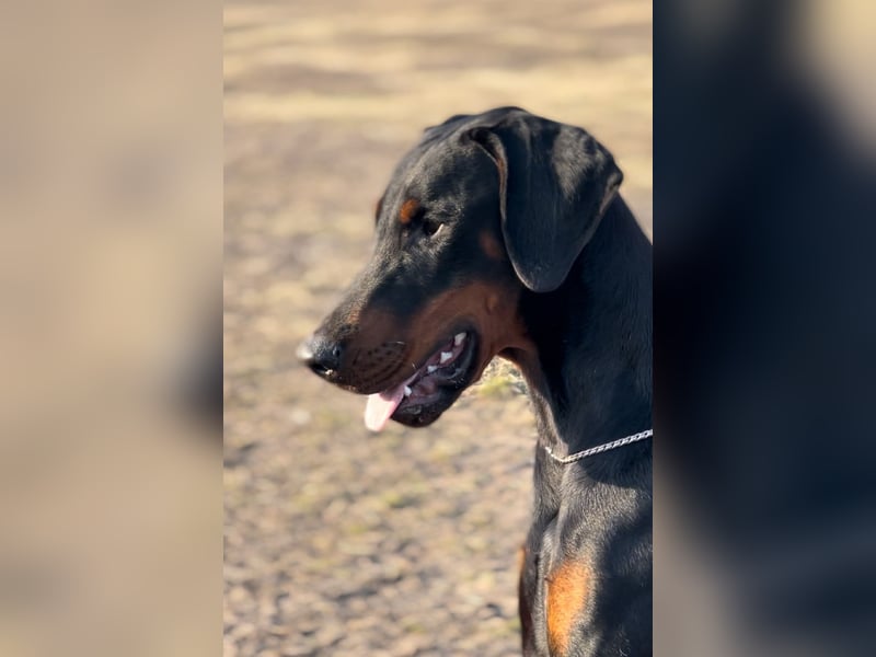 TOP Dobermann Rüde welpe