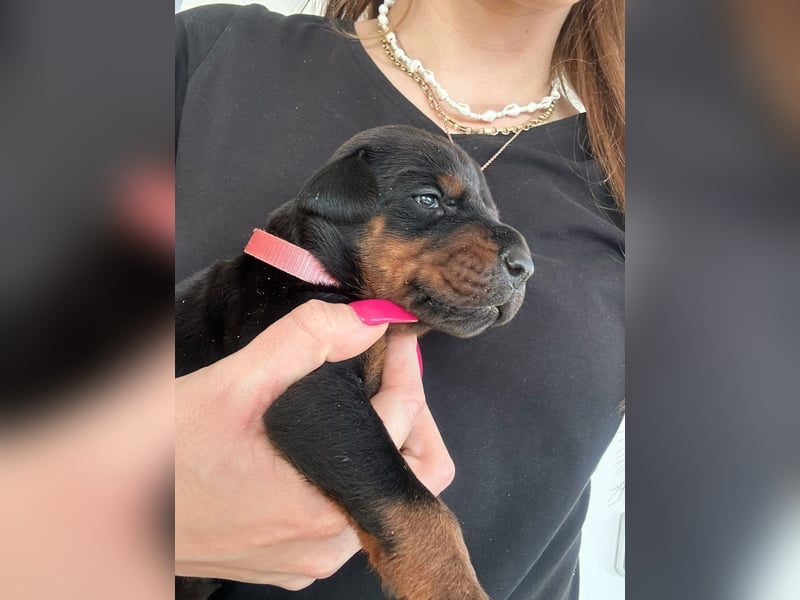 Dobermann Welpen mit FCI Stammbaum