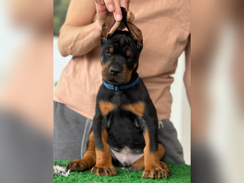 Dobermann Welpen mit FCI Stammbaum