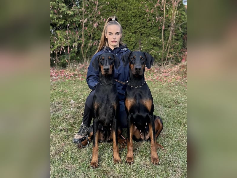 Dobermann Welpen mit FCI Stammbaum