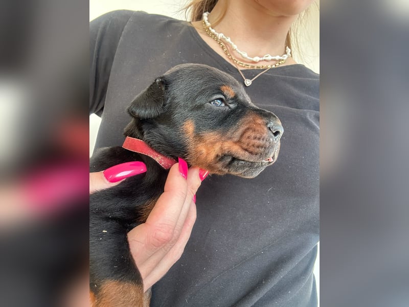 Dobermann Welpen mit FCI Stammbaum