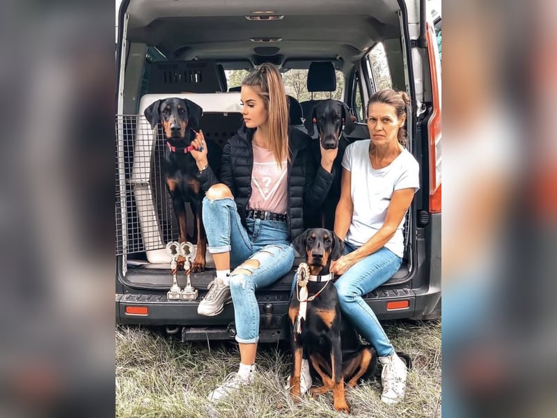 Dobermann Welpen mit FCI Stammbaum