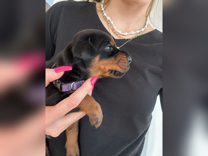 Dobermann Welpen mit FCI Stammbaum